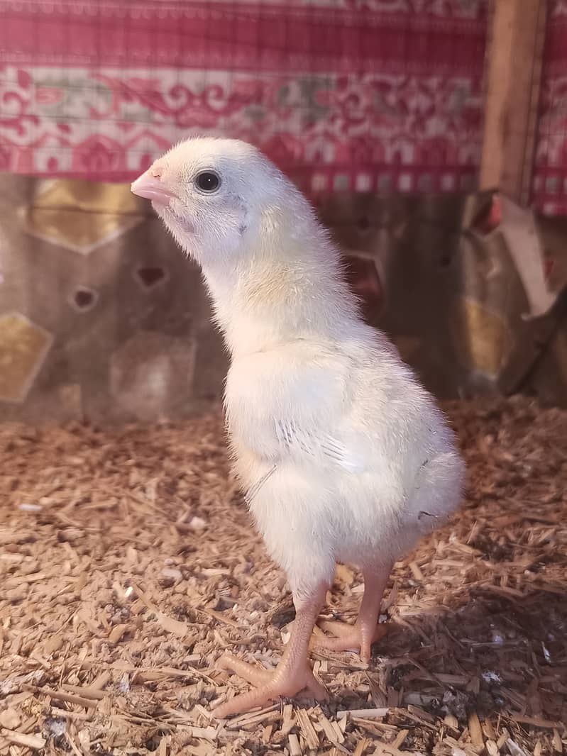 White o shamo chicks / chicks / shamo / aseel / eggs / hens / murga 9