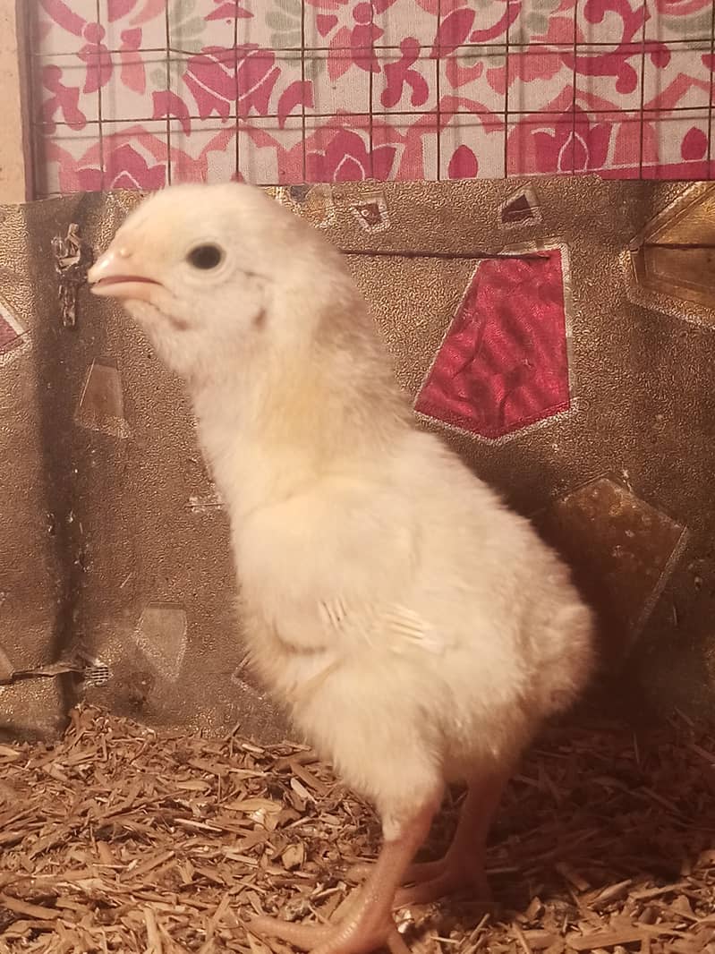 White o shamo chicks / chicks / shamo / aseel / eggs / hens / murga 10