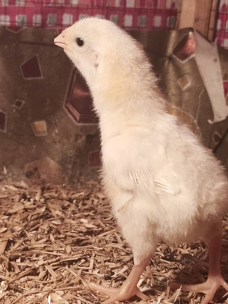 White o shamo chicks / chicks / shamo / aseel / eggs / hens / murga 11