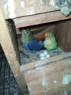 (Ramzan offer) Breeder Love Bird pairs