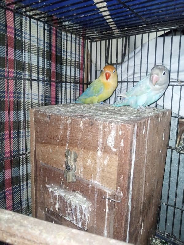 (Ramzan offer) Breeder Love Bird pairs 1