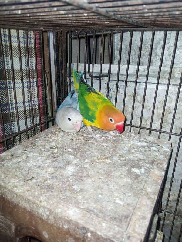 (Ramzan offer) Breeder Love Bird pairs 3