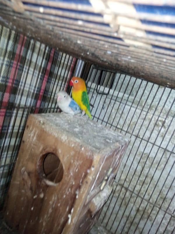 (Ramzan offer) Breeder Love Bird pairs 4