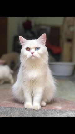 White odd eyes persian cat