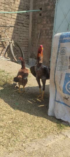 shamoo/burmi/Australorp/