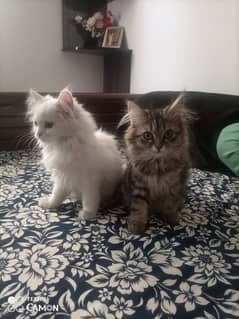 Doll Face Persian Kittens