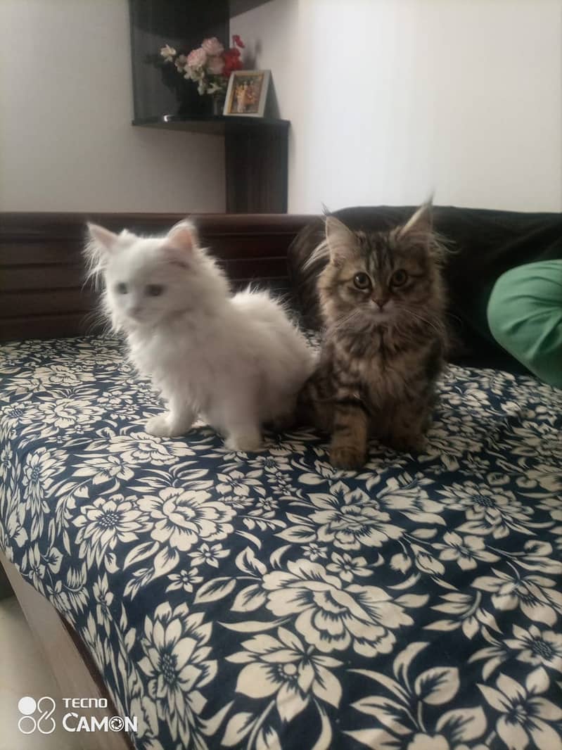 Doll Face Persian Kittens 3