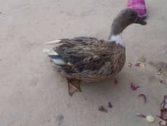 2 female ducks urgent sale