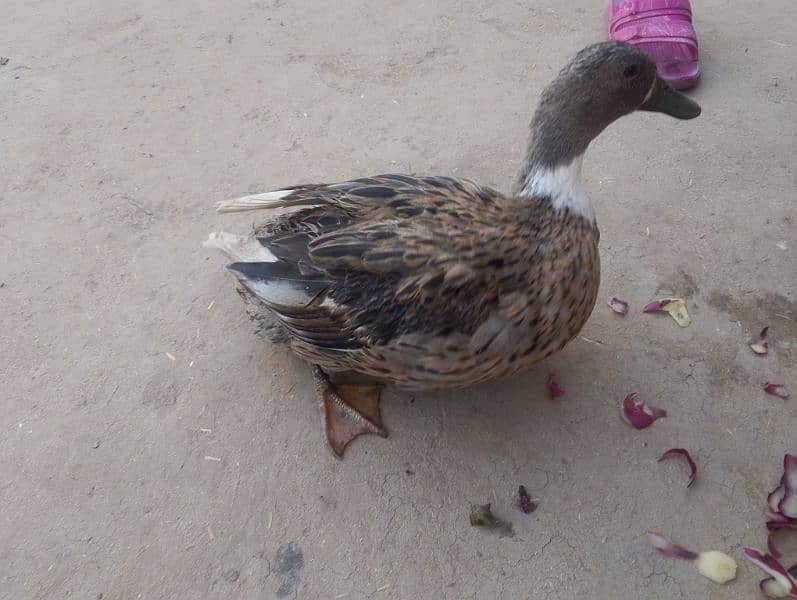 2 female ducks urgent sale 0