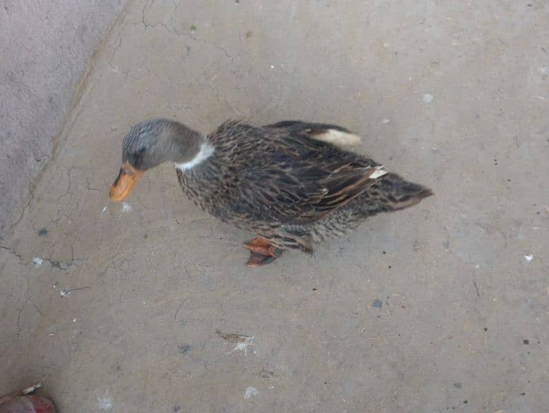 2 female ducks urgent sale 1