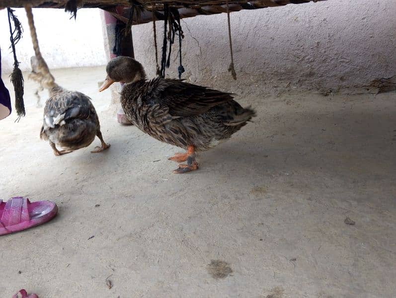 2 female ducks urgent sale 2