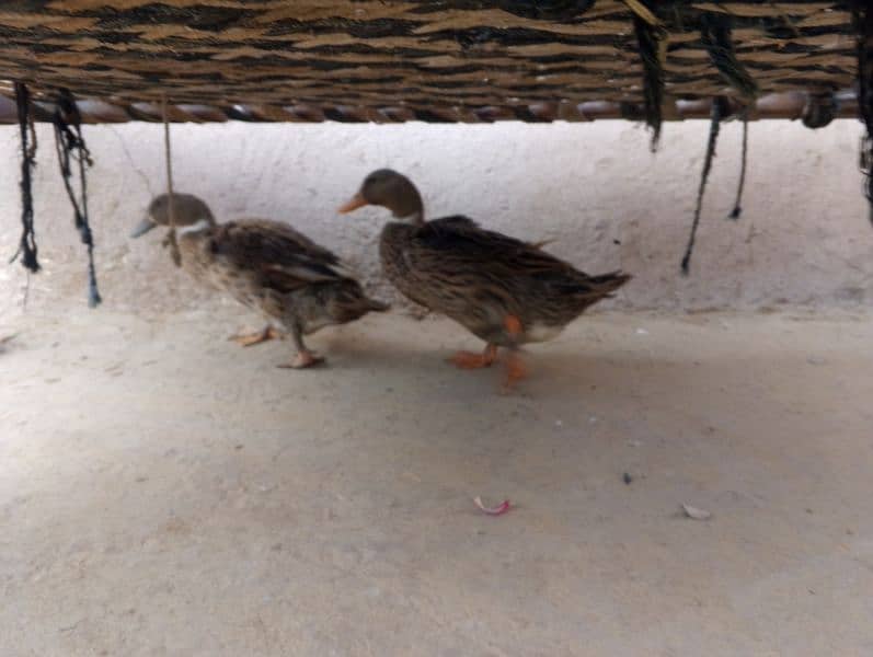 2 female ducks urgent sale 3