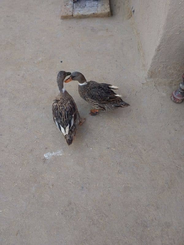 2 female ducks urgent sale 4