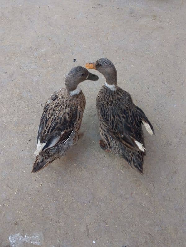 2 female ducks urgent sale 5