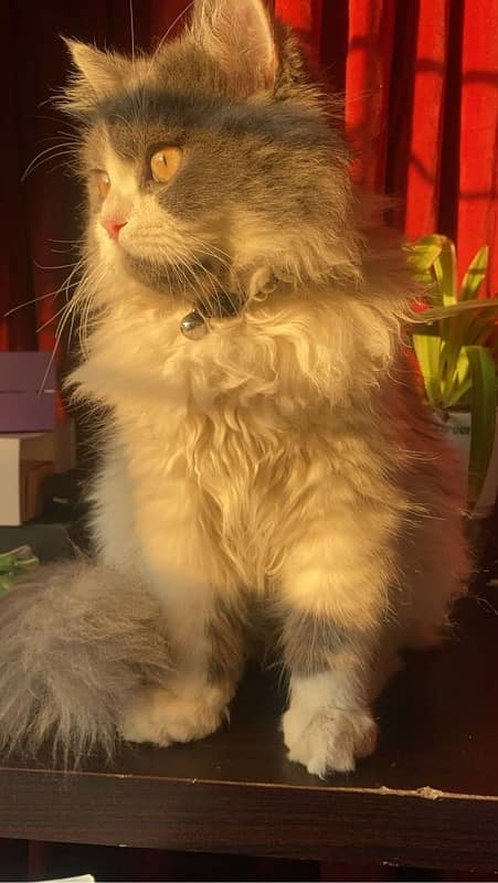 persian pure breed 3