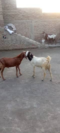 Two He-goats