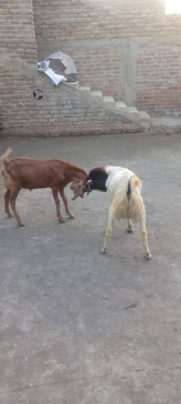 Two He-goats 3