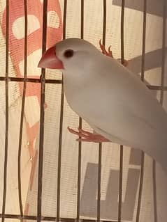 White Java breeder female 2 silver pathay