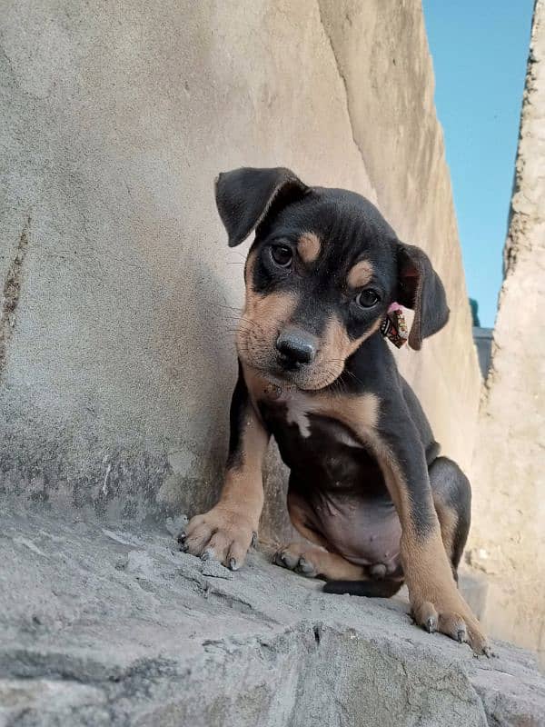 Trio American Pitbull females 3