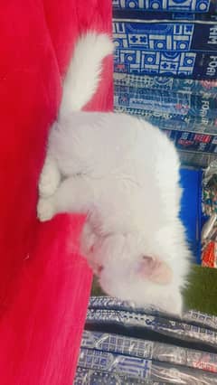 3 Months Baby Persian Cat