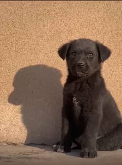 Labrador puppies for sale