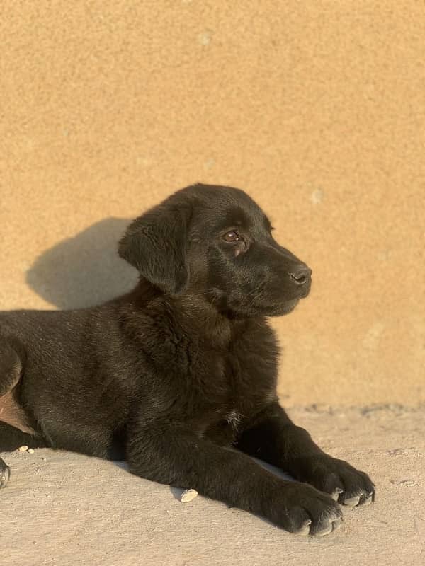 Labrador puppies for sale 1