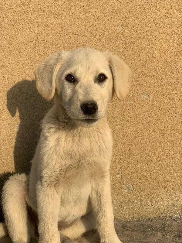 Labrador puppies for sale 2