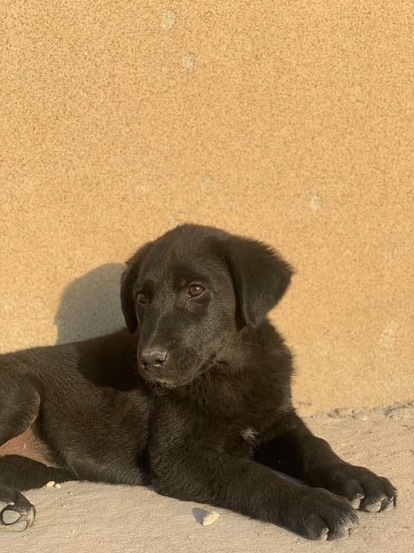 Labrador puppies for sale 3