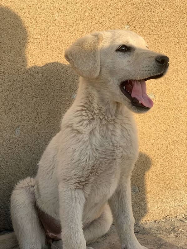 Labrador puppies for sale 4