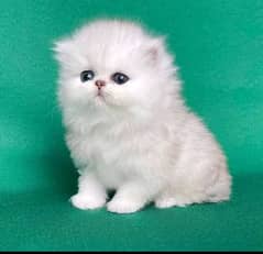 persian triple coat kitten