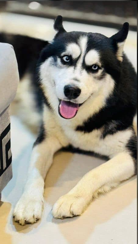 Siberian husky 0