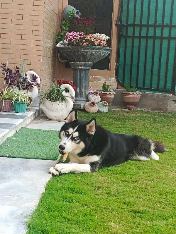 Siberian husky 1