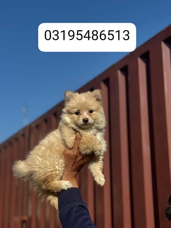 Pomeranian female puppy for sale location Lahore 0