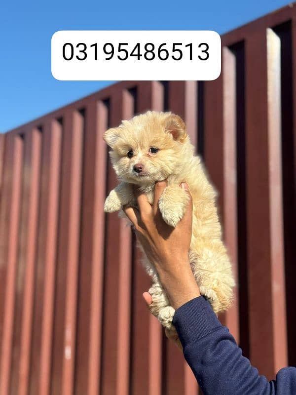 Pomeranian female puppy for sale location Lahore 1