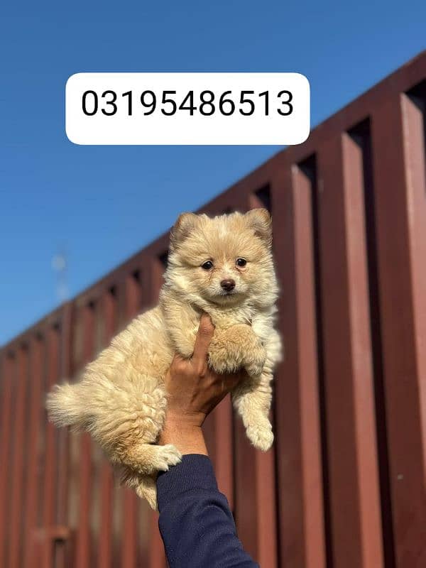 Pomeranian female puppy for sale location Lahore 2