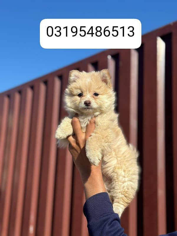 Pomeranian female puppy for sale location Lahore 3