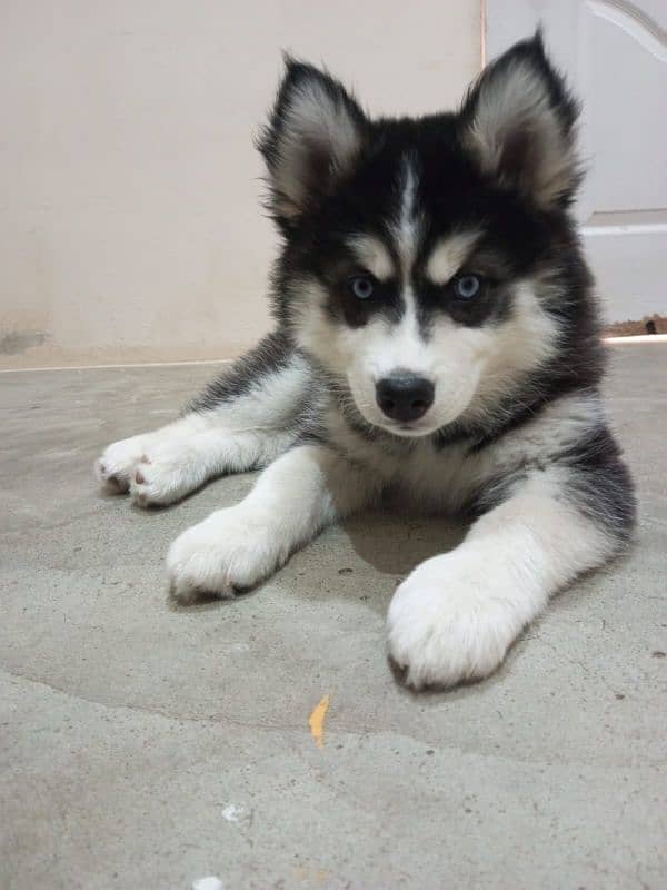 Siberian husky puppies available for sale 1