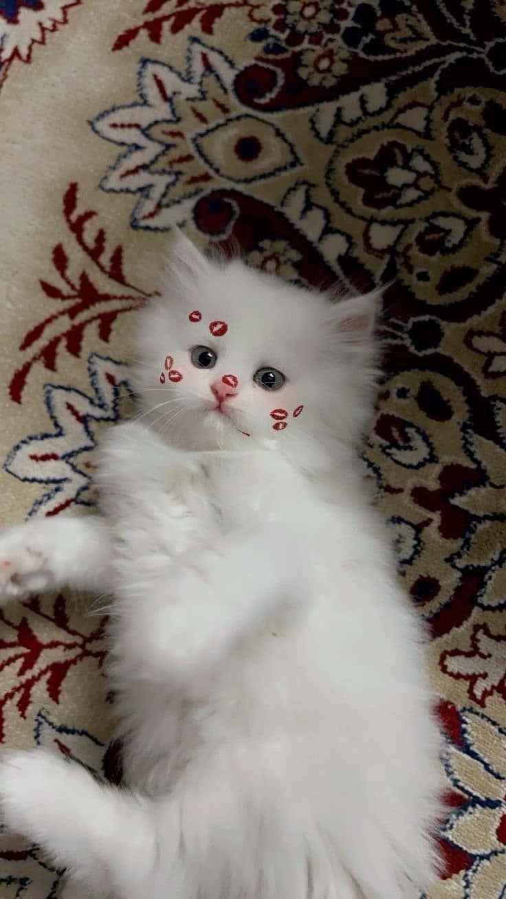 Persian kitten 2