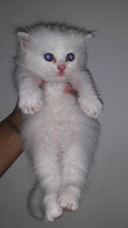 Persian kitten 4