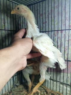 Shamu Chicks for Sale (pair)