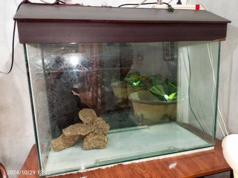 fish aquarium 2