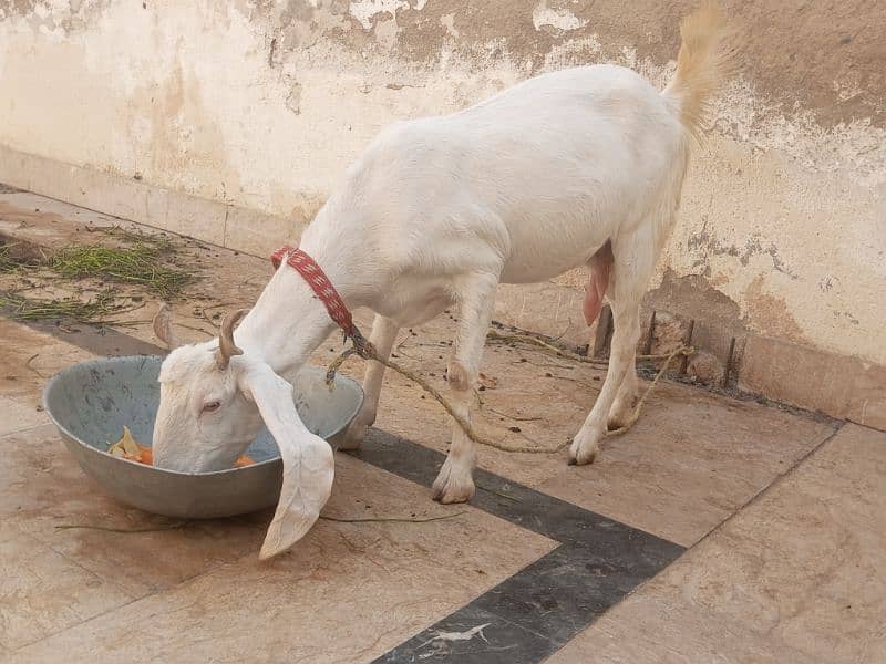 bakri or ek bacha gulbi 0