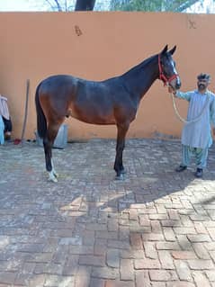 Thoroughbred Beautiful colt for sale