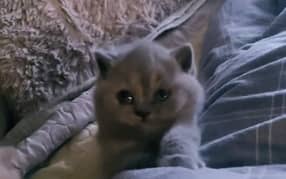 AUTHENTIC BRITISH SHORTHAIR,ALL DOCUMENTS AVAILABLE,DELIVERY AVAILABLE