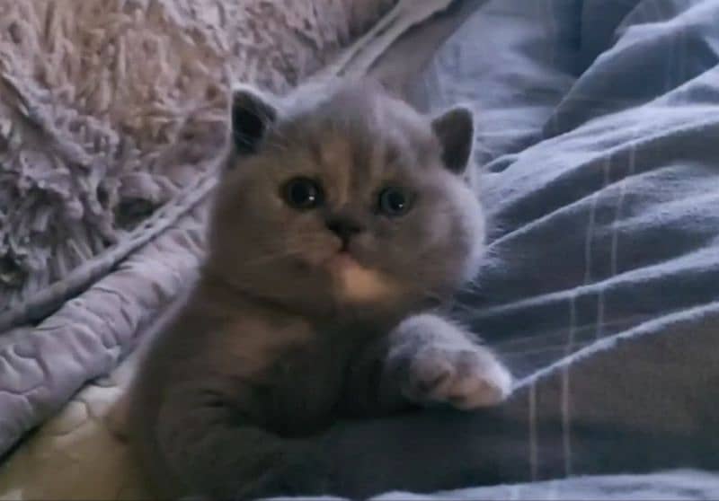 AUTHENTIC BRITISH SHORTHAIR,ALL DOCUMENTS AVAILABLE,DELIVERY AVAILABLE 1