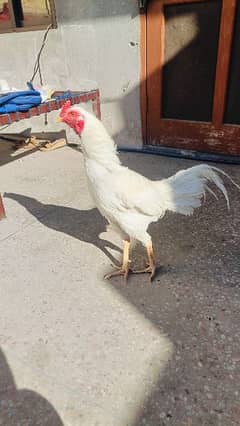 Aseel Heera Male for Urgent Sale