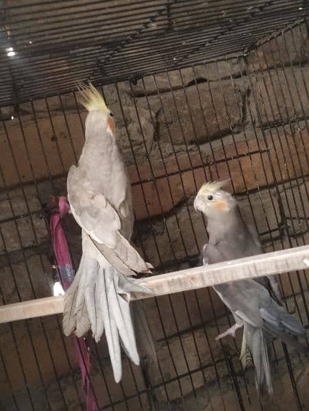 Cocktail and Australian budgies 0