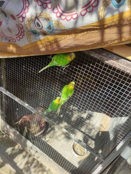 Cocktail and Australian budgies 3