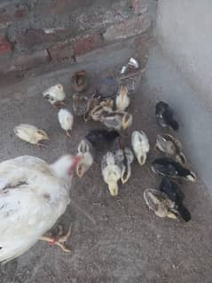 Aseel Chick's available