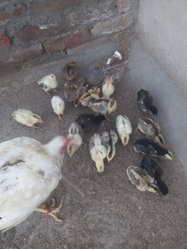 Aseel Chick's available 0